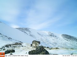 В национальном парке «Сайлюгемский» (Республика Алтай) получены первые снимки снежного барса