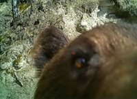 В Алтайском заповеднике отметили группу медведей, переплывающих Телецкое озеро