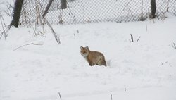 Лиса зимовала на кордоне Алтайского заповедника из-за сильных морозов
