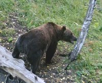 Осенние новости из мира животных Алтайского заповедника: медведи постепенно отходят к берлогам