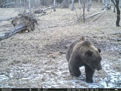 Получены первые кадры проснувшихся в Алтайском заповеднике медведей. 