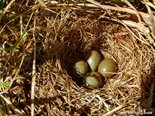 Гнездо варакушки в субальпийской зоне. Фото О. Митрофанов