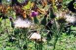 Бодяк обыкновенный, Cirsium vulgare (Savi) Airy-Shaw. Фото А. Лотов