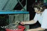 И.А.Филус с птенцом коршуна в возрасте 15 дней. Фото А.Лотова