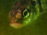 Голья́н (лат. Phoxinus, мелкая пресноводная рыбка семейства карповых) прячется в "паутине" нитчатых водорослей. Длина особи на фото - не более 3 см. Сентябрь 2018, глубина 3 метра, температура воды +12С.