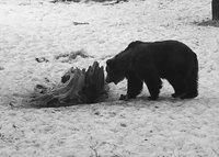 В Алтайском заповеднике проснулись бурундуки и медведи