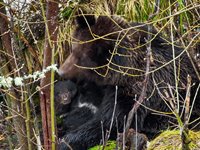 Таежная мадонна и ее младенцы: в прителецкой тайге в кадр попала медведица с медвежатами