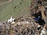У гнезда степного орла  орнитолог Олег Борисович Митрофанов Фото Сергея Важова