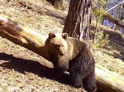 В Алтайском заповеднике проснулись медведи
