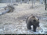 Получены первые кадры проснувшихся в Алтайском заповеднике медведей. 